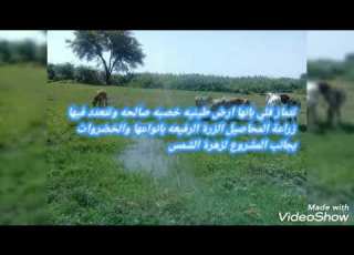  حكايه في صورة عن مدينة قلي شمال كوستي