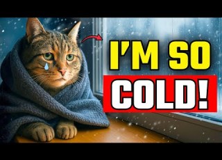  90 Of Owners Make THESE Winter Mistakes And Cats Suffer Silently