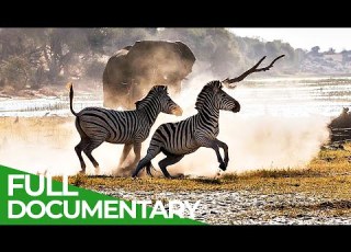 Twenty Years Of Drought The Return Of Botswana S Boteti River Free Documentary Nature
