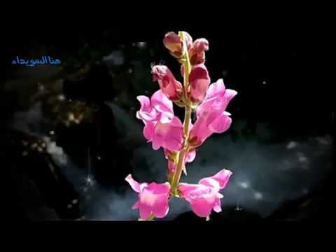 ومنين ابدا يا قلبي لو قلت فنون غناء الفنان فادي صعب