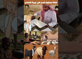  تطبيق مقاني لادارة تربية الاغنام Howto اغنام App