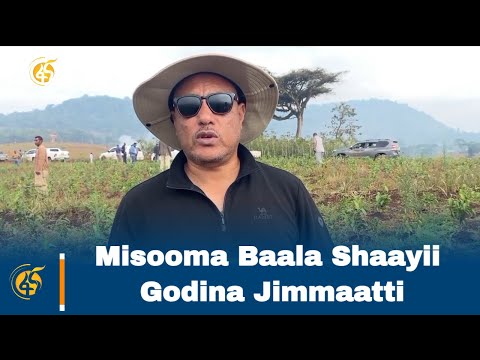 Misooma Baala Shaayii Godina Jimmaatti