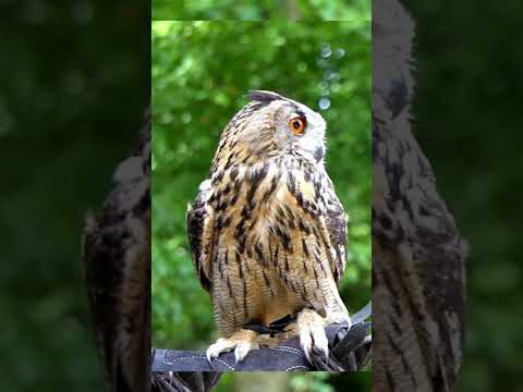 صوت بومه ام قرون Bubo Bubo Bubo طيور ام قرون بومه