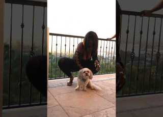  My Dog Exited The Scene So Quick