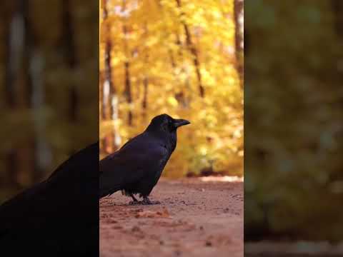 صوت الغراب سبحان الله كأنة يريد ان يقول شئ بلغة الطيور The Voice Of The Crow Glory Be To God