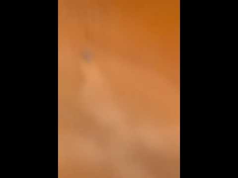 ياللي فينا شمتنين