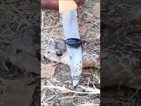 Stone From The Snake S Head