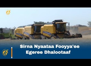  Sirna Nyaataa Fooyya Ee Egeree Dhalootaaf
