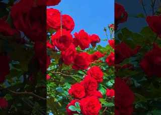  Feeling Stressed These Flowers Will Instantly Relax You