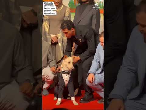 أول ظهور ل عصام عمر وركين سعد مع الكلب رامبو في ڤينيسيا مهرجان فينيسيا السينمائي