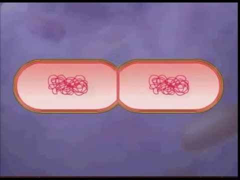 الانشطار الثنائي في البكتيريا