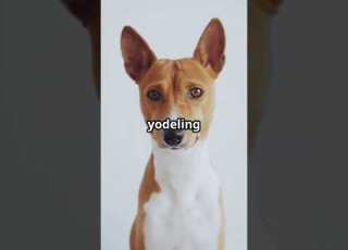  This Dog Doesn T Bark It Yodels