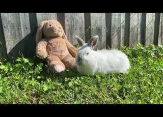 Myxomatosis In Rabbits