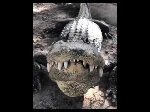 Crocodile Sound صوت التمساح Shorts Crocodile Sound صوت التمساح Shorts