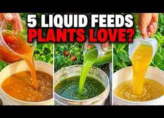  Even Dead Plants Come Back To Life 5 Natural Fertilizers That Work Instantly