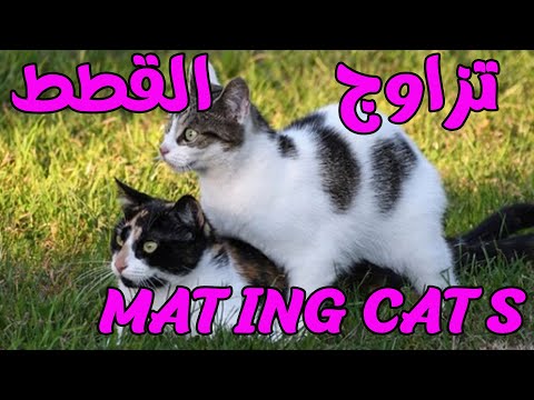 تزاوج القطط 3 Mating Cats