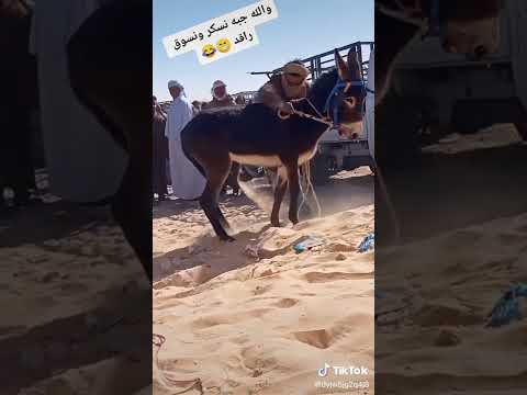 نسكر ونسوق راقد