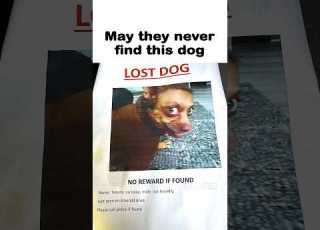  Lost Dog