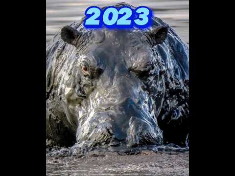 Hippopotamus 2023 Vs 5000 Bce Monster Hippo Lion Short Video