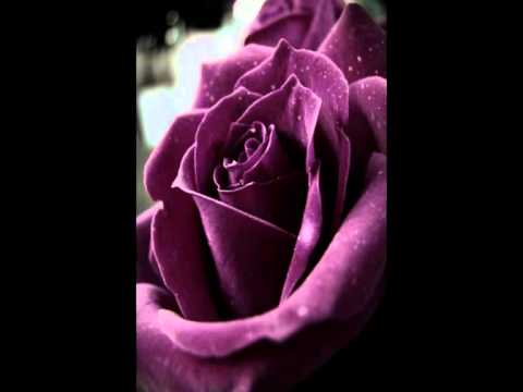 Amr Diab Banadeek Ta Ala عمرو دياب بناديك تعالى Maysa Essawi