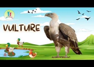 Vulture Birds Educational Video For Kids