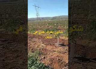  لفحل يقولي هذي بلاصة وين في شلف