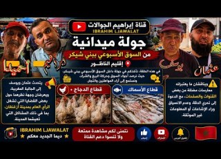 Always From The Beni Chiker Market In The Nador Province With Some Important Clarifications From