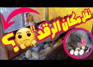نقل مكان رقد البط سبب هجر الدجاج بيضة والرقد