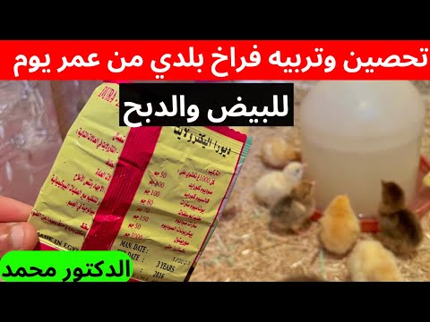 تحصين وتربيه الكتاكيت والفراخ البلدي من عمر يوم لحد البيض والدبح بأفضل طريقه مع الدكتور تحصين وتربيه الكتاكيت والفراخ البلدي من عمر يوم لحد البيض والدبح بأفضل طريقه مع الدكتور