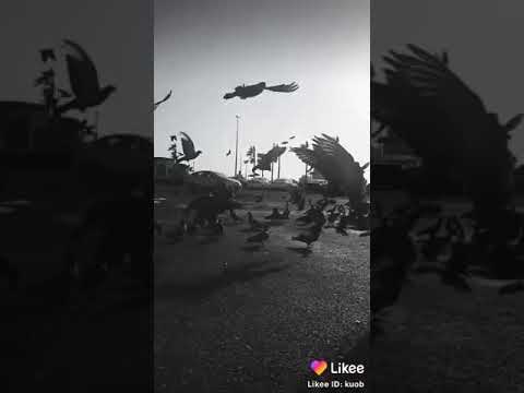 ستوريات انستا دينية حالات واتس اب اغاني دينية يا طيبة