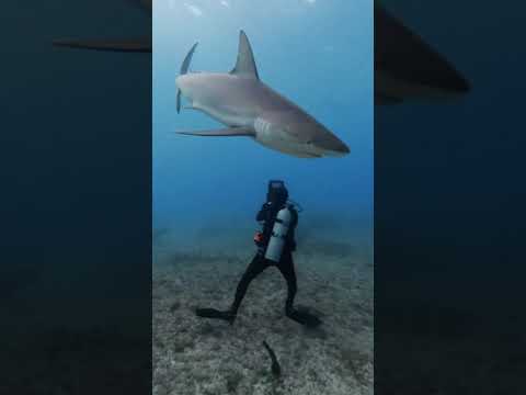 شجاعة الغواص في مواجهة القرش الابيض تحت اعماق محيط الهادي Shark Like Trending Explore
