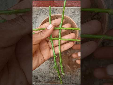 Growing Lemon Trees In A Smart Way Capcut Trending Garden Vegetarian Farming Viral