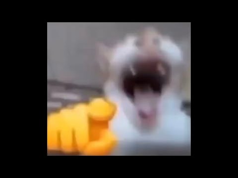 Cat Laughing Meme Sound Effect