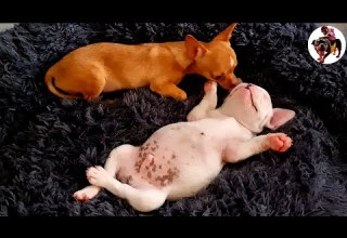 Bosso And Larva Played Happily And Without Boredom Now Bosso Is Very Tired He Is Sleeping Soundly Bosso And Larva Played Happily And Without Boredom Now Bosso Is Very Tired He Is Sleeping Soundly