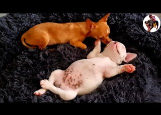 Bosso And Larva Played Happily And Without Boredom Now Bosso Is Very Tired He Is Sleeping Soundly