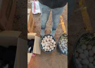  البيض البلدي ولارانب البلدية في سوق بيض بلدي الارانب أرنب دجاج اسواق المغرب