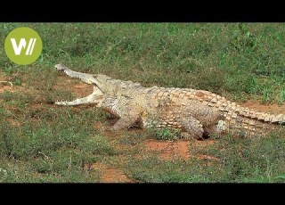 Orinoco Crocodile The Largest Predator In South America