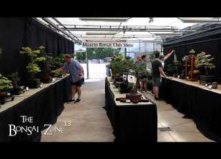  The Misseto Summer Show 2026 The Bonsai Zone June 2026