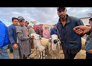  سوق السبت أذويب ثمن حولي صردي العيد الاضحى 15 6 2024 خديت بــيـبـي قدرة شراء الخروف اسبانيا 500