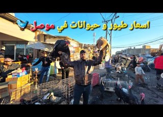 سوق الجمعه في موصل أسعار الطيور والحيوانات في العراق الموصل باب جديد