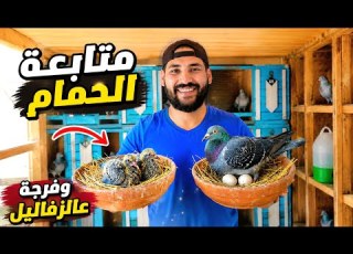 متابعة الحمام واليمام وفرجة عالزغاليل كلها
