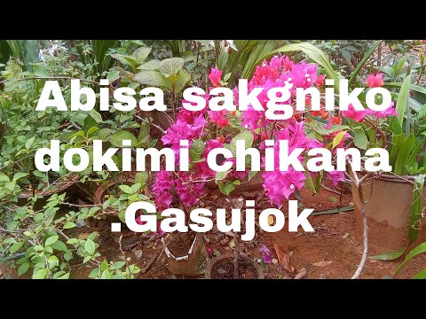 Gasujok Iamang Abisade Do Kime Chiktikjokna Cholakon Okilongesa Do Kimekon Gallokbionga