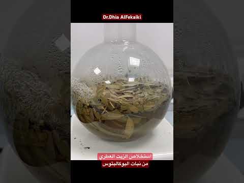 استخلاص الزيت العطري من بنات اليوكالبتوس بواسطة جهاز كلافنجر Prof GCMS