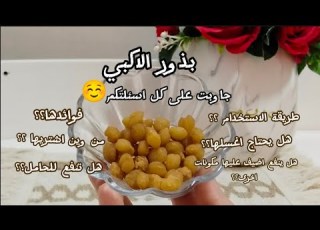  بذور الاكبي هل فعلا بتسمن جاوبت على كل اسئلتكم