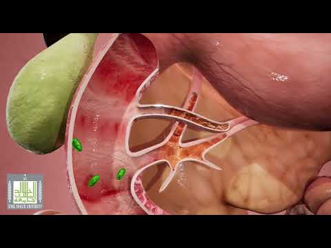 العصارات الهاضمة الانزيمات الجهاز الهضمي