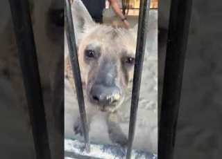 شكل و ملامح الأسد عن قرب