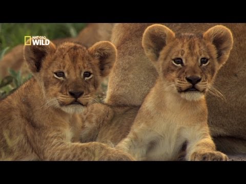 The Adventures Of The Little Lions