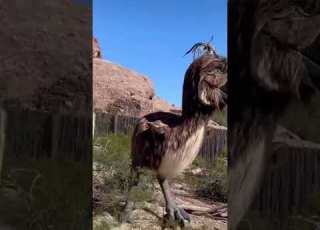 Elephant Bird Flightless Bird Kelenken Guillermoi Gastornis Moa