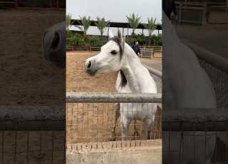 المميزه فريده او اس من انتاج ار اف اي فريد والام بنت شنقهاي Horse Viral