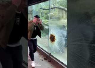  Don T Challenge A Silverback Part 3 Ai Funnyanimals Cute